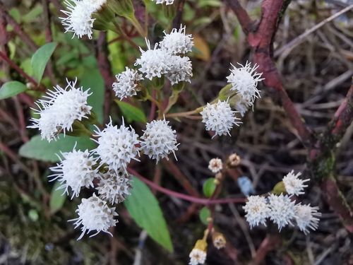 Ageratina riparia image