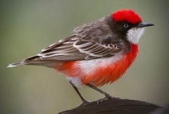 Epthianura tricolor
