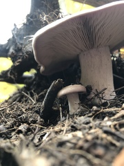 Lepista nuda