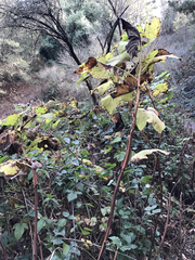Ribes sanguineum glutinosum