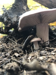 Lepista nuda
