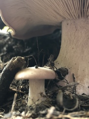 Lepista nuda