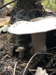Lepista nuda