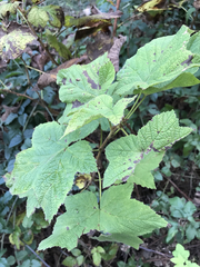 Ribes sanguineum glutinosum