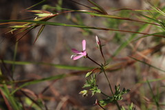Pelargonium patulum