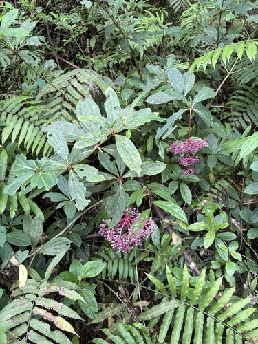 Medinilla pendula observed 2025-08-06