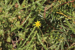 Cullumia reticulata