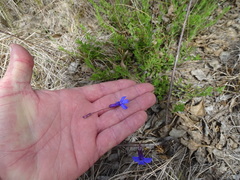 Lobelia tomentosa