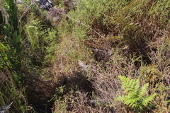 Cullumia reticulata
