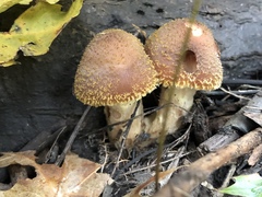 Fungi