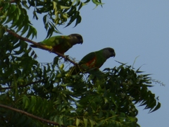 Poicephalus senegalus
