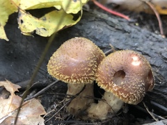 Fungi