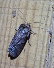 Mouralia tinctoides