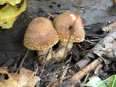 Fungi