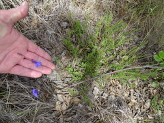 Lobelia tomentosa