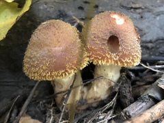 Fungi