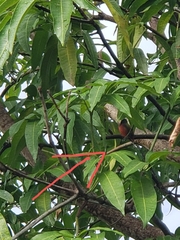 Passerina ciris image