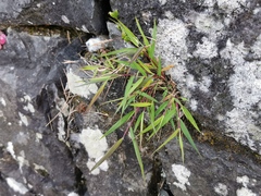 Ischaemum koleostachys