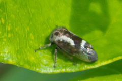 Ophiderma salamandra