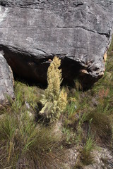 Erica leucanthera