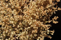 Erica leucanthera