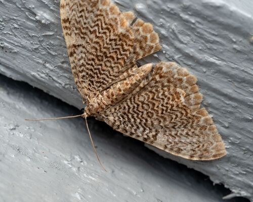 Cherry Scallop Shell Moth photo 5