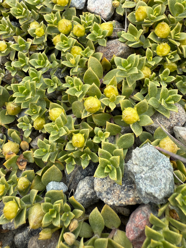 Sea Sandwort
