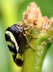 Smilia camelus