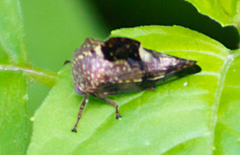 Telamona decorata