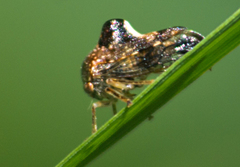 Telamona decorata