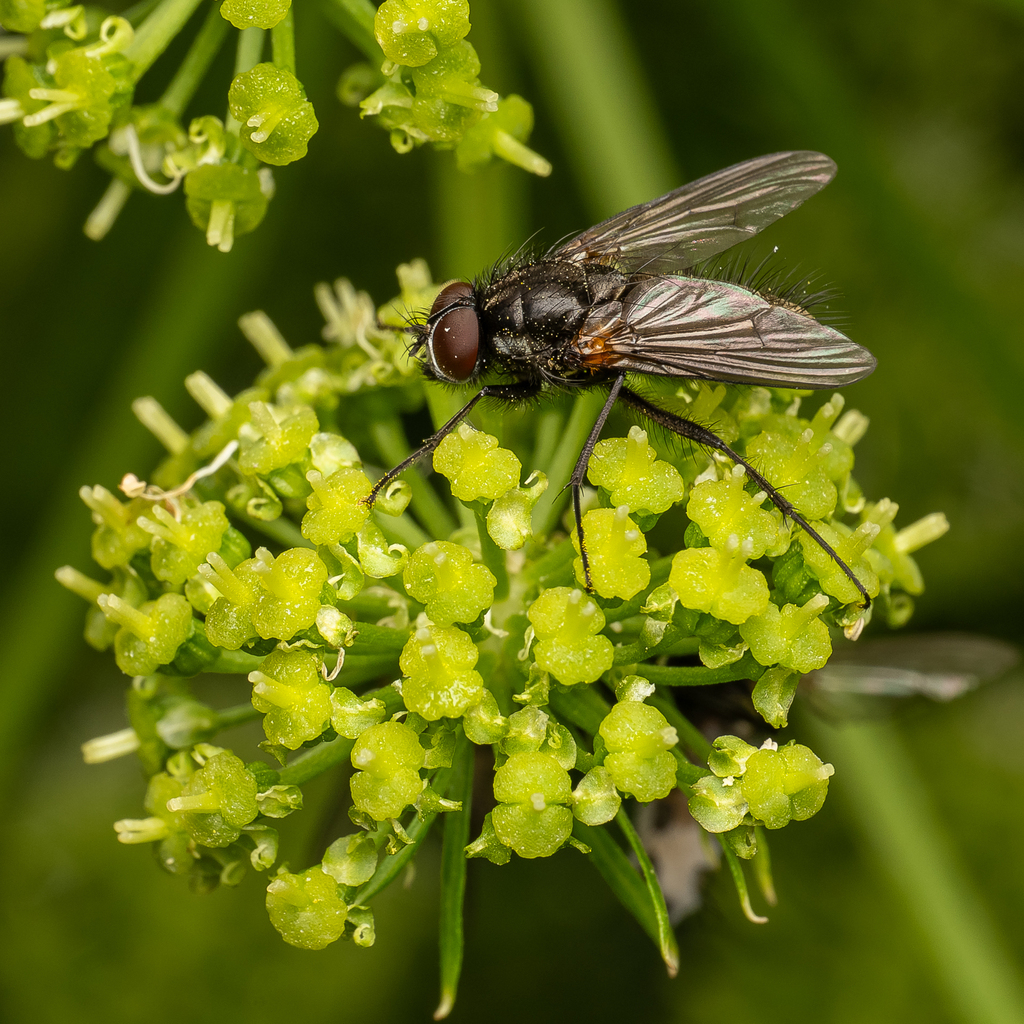 Thricops longipes