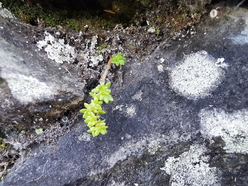 Pilea microphylla image