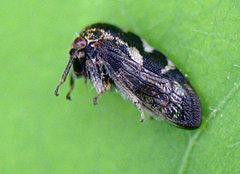 Ophiderma