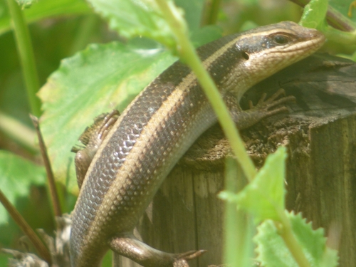 African Striped Skink