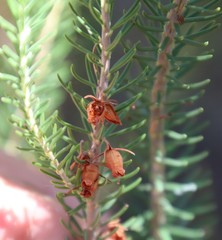 Erica parilis parilis