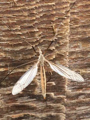 Tipula paterifera