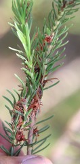 Erica parilis parilis