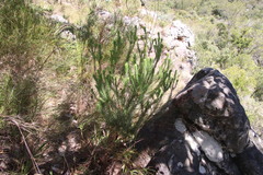 Erica parilis parilis