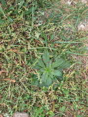 Plantago lanceolata