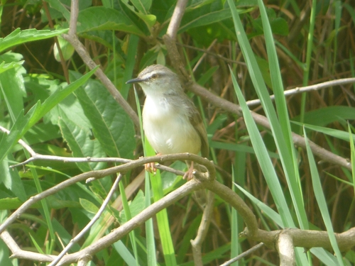 Tawny-flanked Prinia