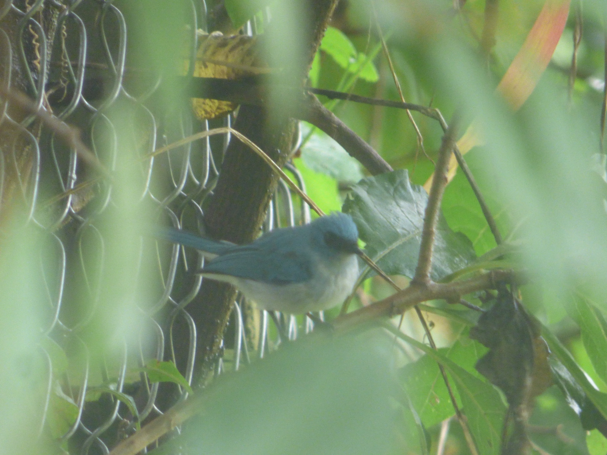 African Blue Flycatcher (Elminia longicauda), photo 5