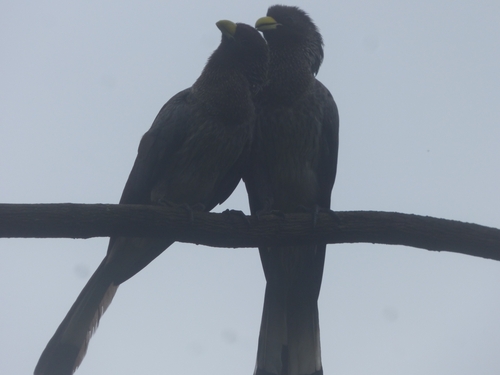 Eastern Plantain-eater