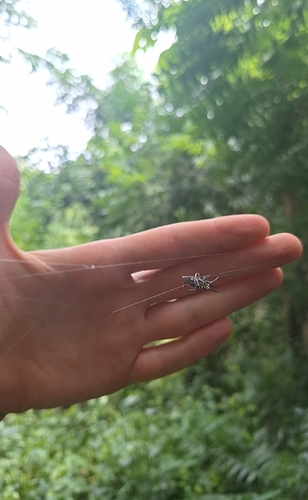 Gasteracantha curvispina