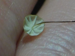 Marasmius