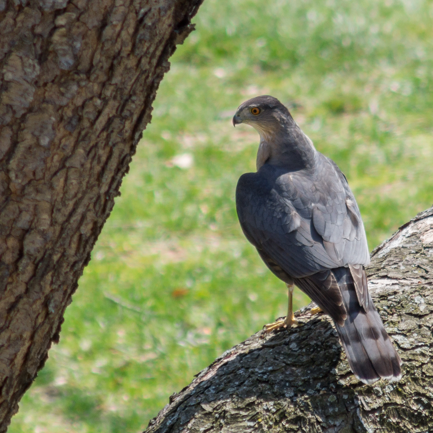 Cooper's Hawk from Reston, VA, USA on April 10, 2013 at 0227 PM by Ed Hass. Sharpshinned Hawk