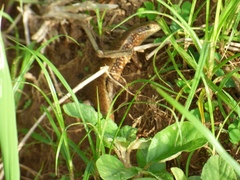 Trachylepis perrotetii
