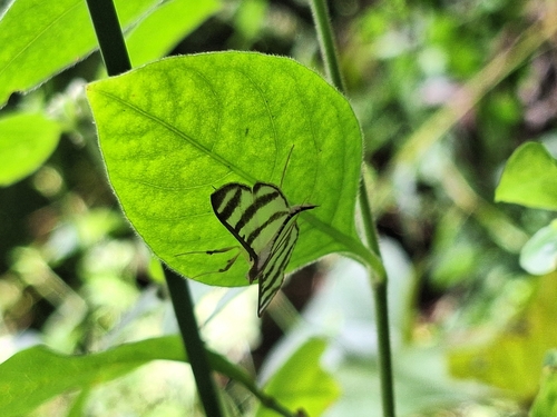 Zebra Pyrale