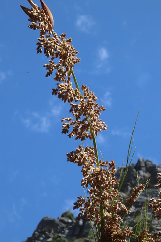Image of Cannomois grandis by (c) Tony Rebelo, some rights reserved (CC BY-SA)