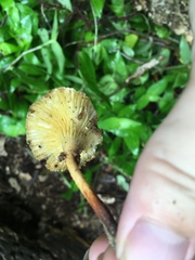 Lentinus crinitus