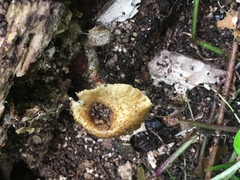 Lentinus crinitus